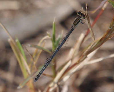 [A side view of a damselfly which faces right as it is perched near the end of a stick. The body is mostly green and blue with black patches at the end of each segment of its body. The thorax appears to be brown and black stripes. The wings are nearly all clear, but there appears to be a small whitish segment at the far end.]